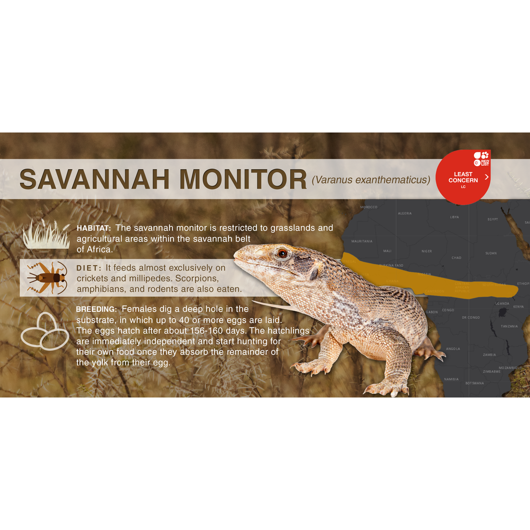 Savannah Monitor (Varanus exanthematicus) - Aluminum Sign