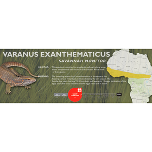 Savannah Monitor (Varanus exanthematicus) Standard Vivarium Label