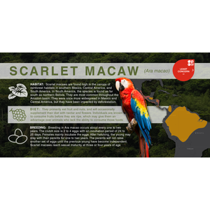 Scarlet Macaw (Ara macao) - Aluminum Sign