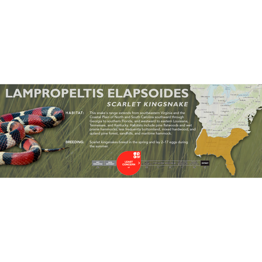 Scarlet Kingsnake (Lampropeltis elapsoides) Classic Vivarium Label