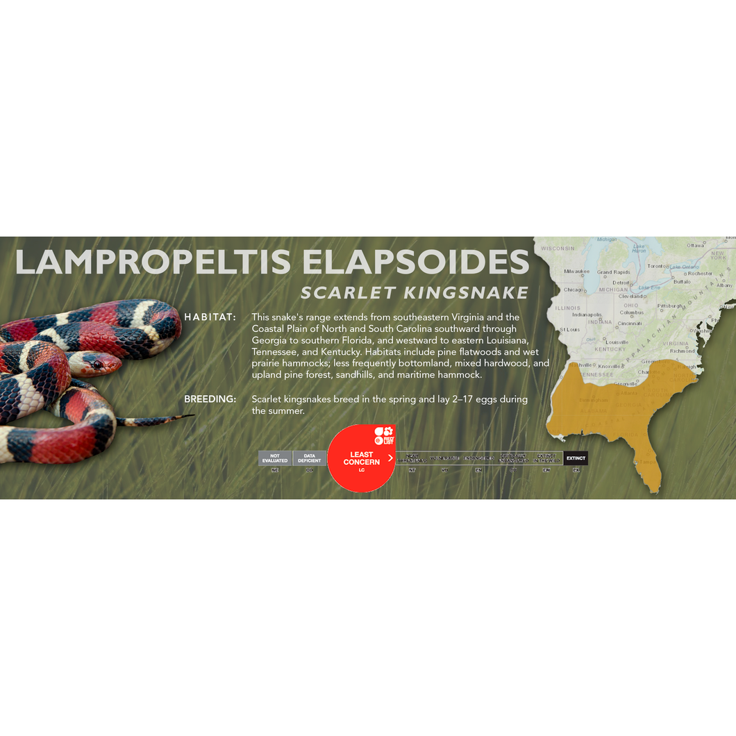Scarlet Kingsnake (Lampropeltis elapsoides) Standard Vivarium Label