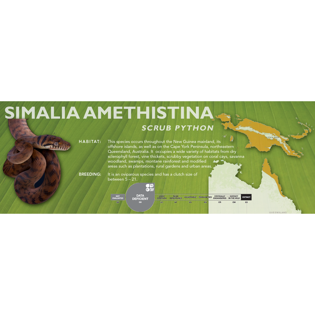 Scrub Python (Simalia amethistina) Standard Vivarium Label