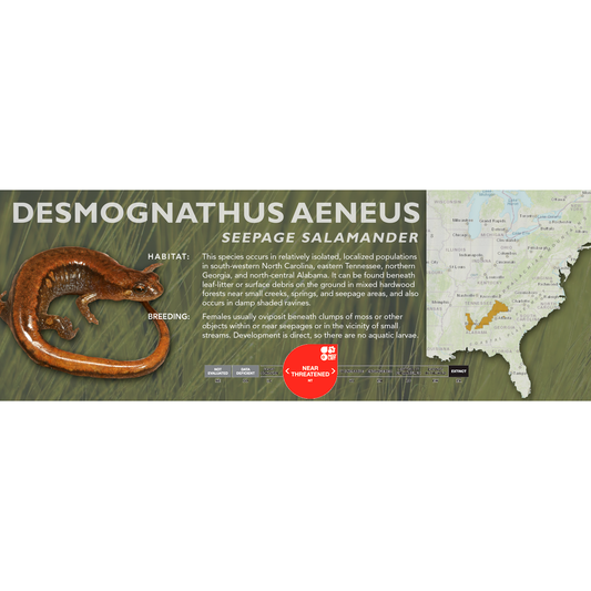 Seepage Salamander (Desmognathus aeneus) - Classic Vivarium Label