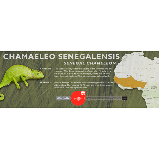 Senegal Chameleon (Chamaeleo senegalensis) Classic Vivarium Label