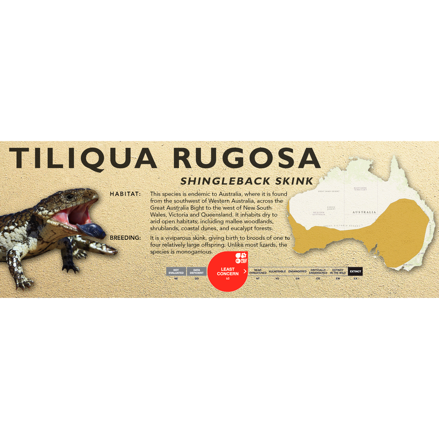 Shingleback Skink (Tiliqua rugosa) Standard Vivarium Label