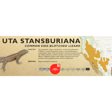 Common Side-Blotched Lizard (Uta stansburiana) Standard Vivarium Label
