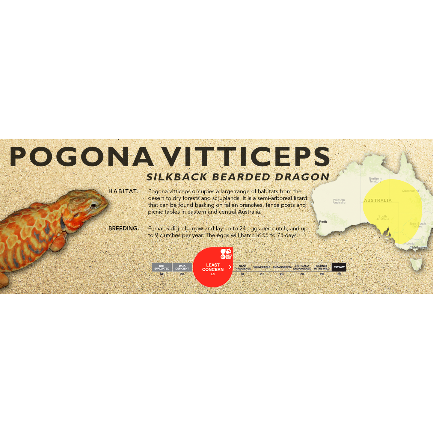 Bearded Dragon (Central) (Pogona vitticeps) Standard Vivarium Label