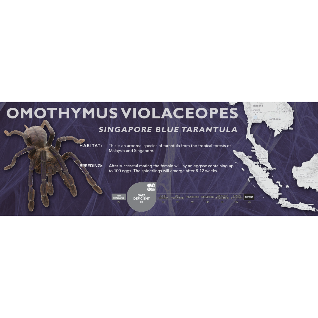 Singapore Blue Tarantula (Omothymus violaceopes) - Standard Vivarium Label