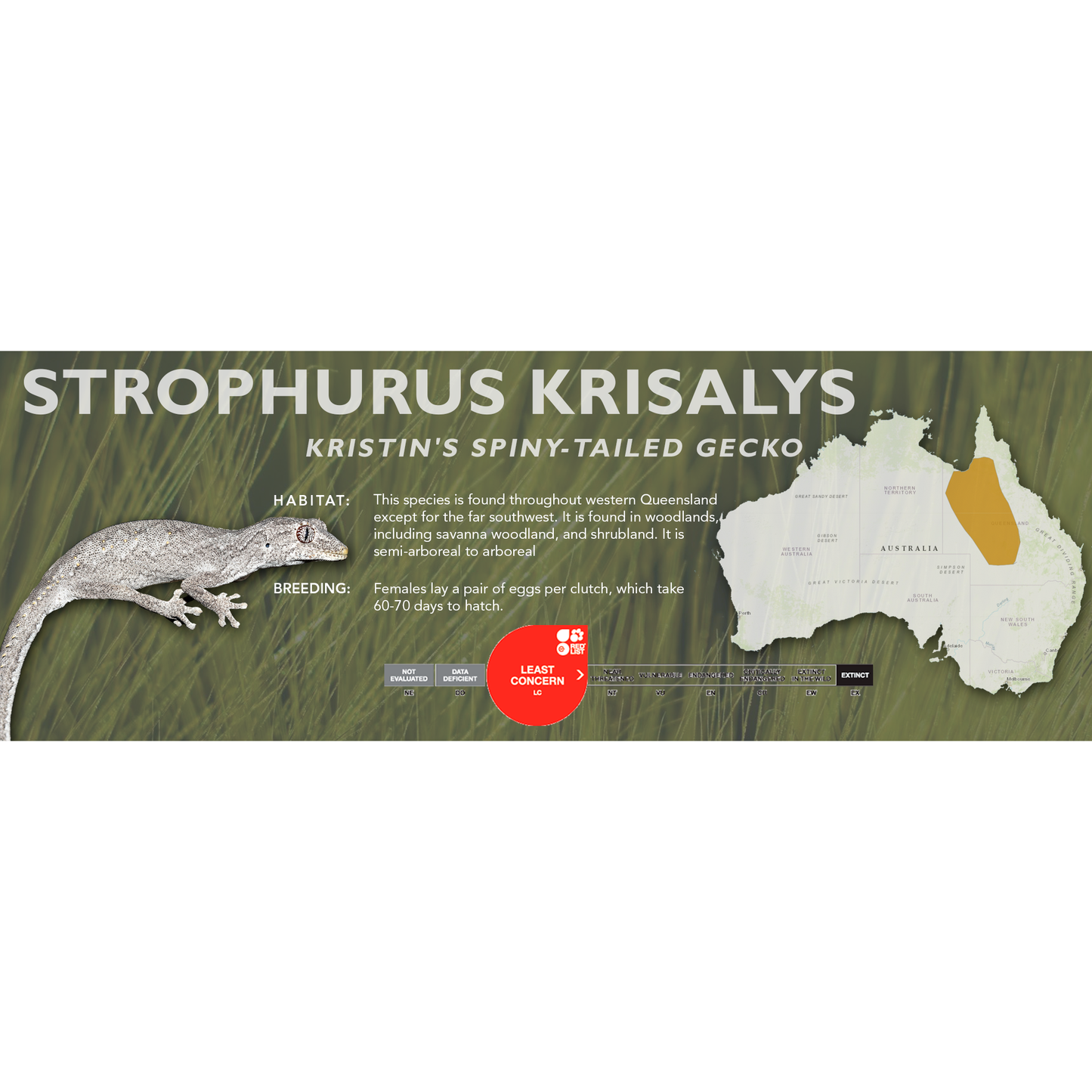 Kristin's Spiny-Tailed Gecko (Strophurus krisalys) Classic Vivarium Label