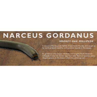 Narceus gordanus - Smokey Oak Millipede Label