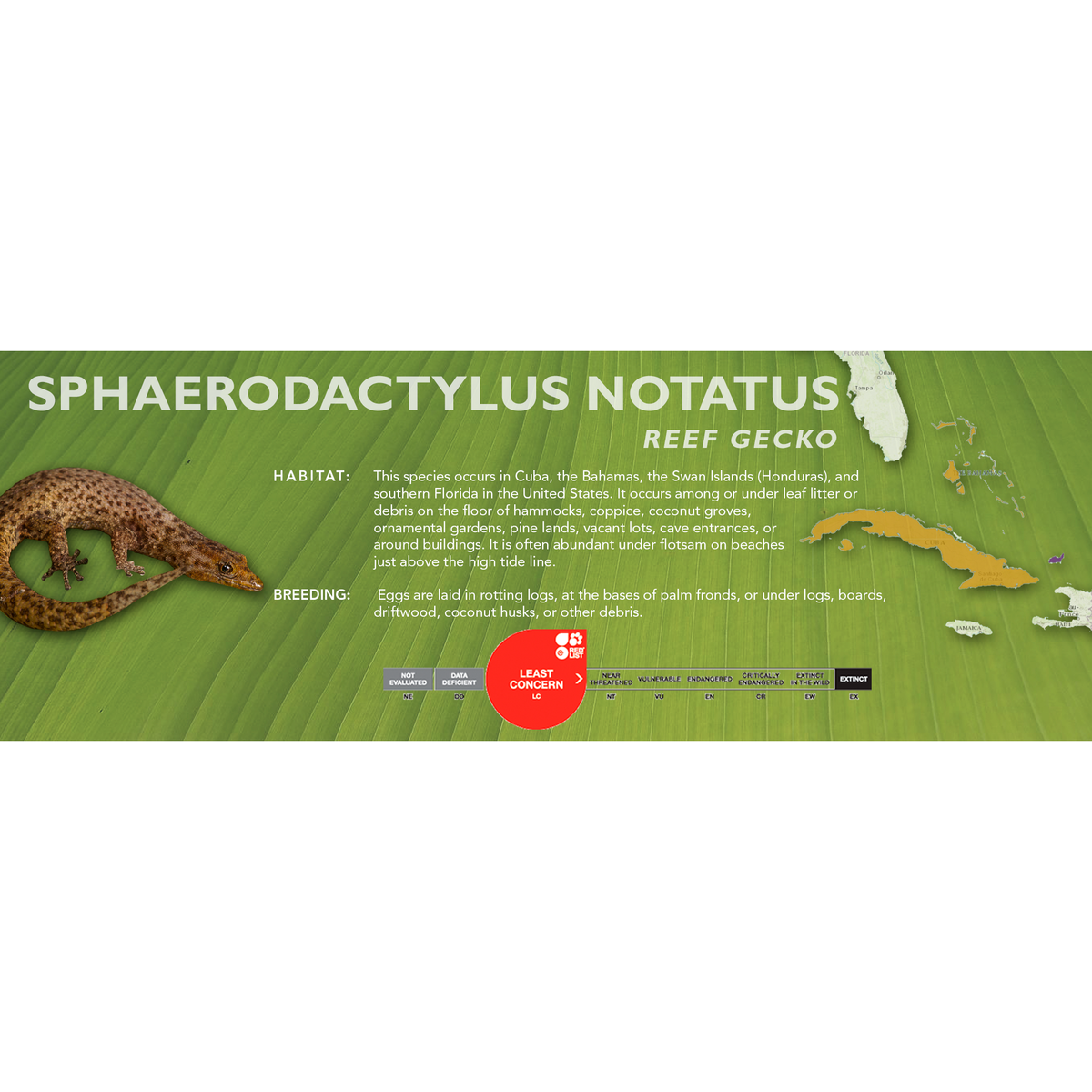 Reef Gecko Map Reef Gecko (Sphaerodactylus notatus) Classic Vivarium Label – Cloud ...