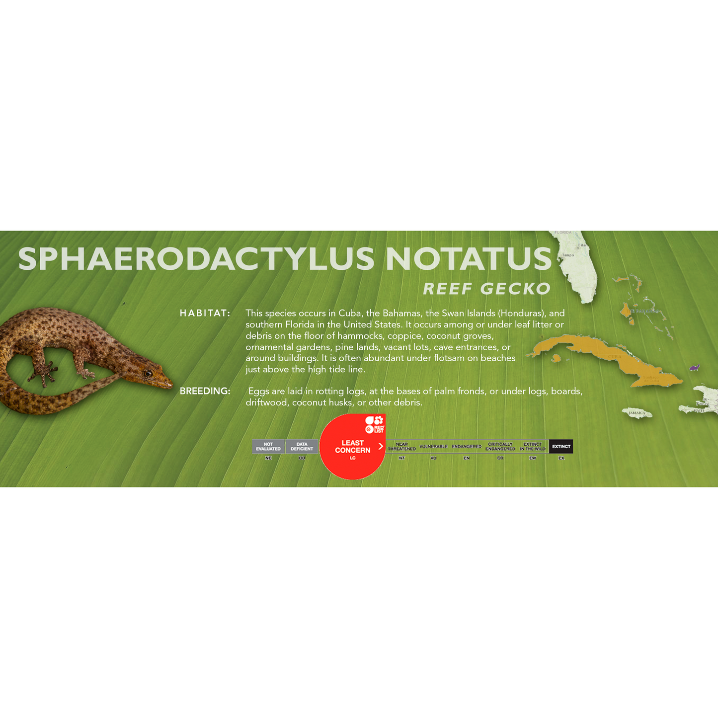 Reef Gecko (Sphaerodactylus notatus) Standard Vivarium Label