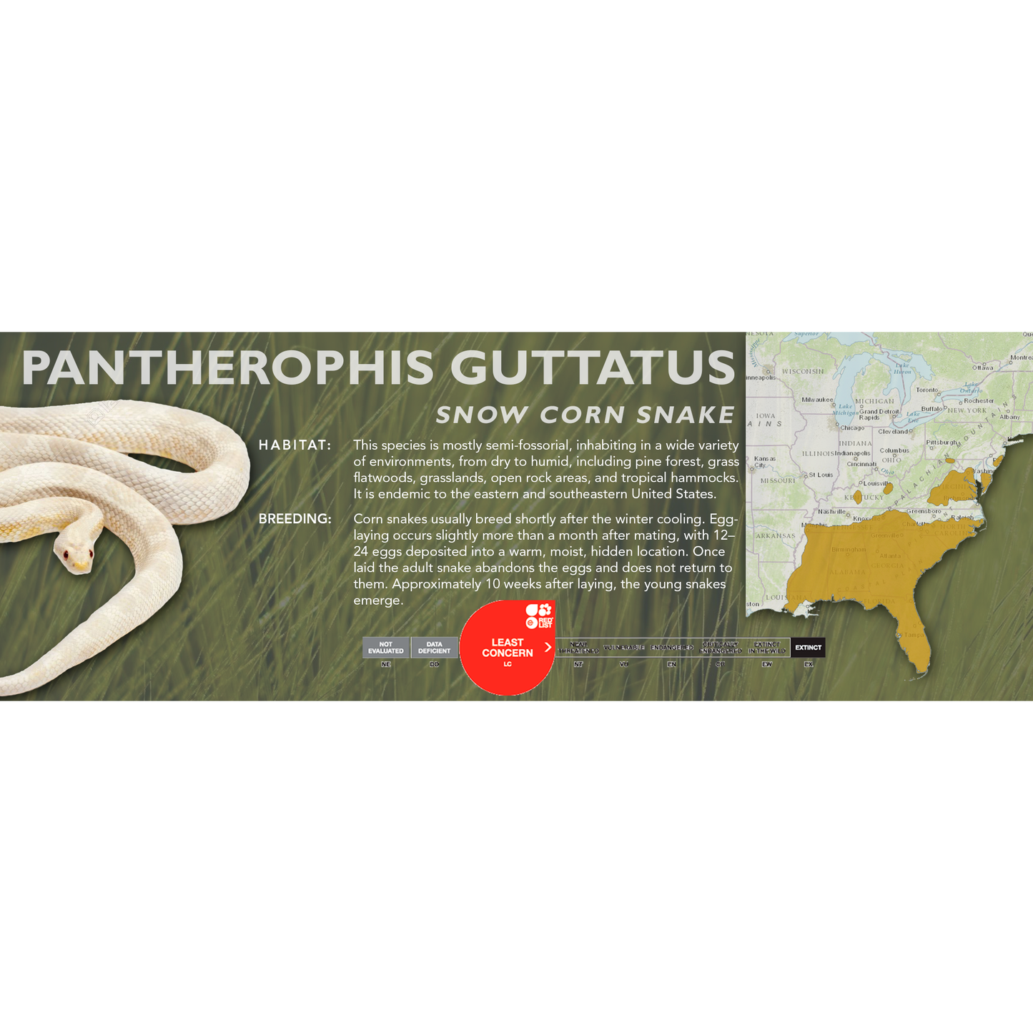 Corn Snake (Pantherophis guttatus) Classic Vivarium Label