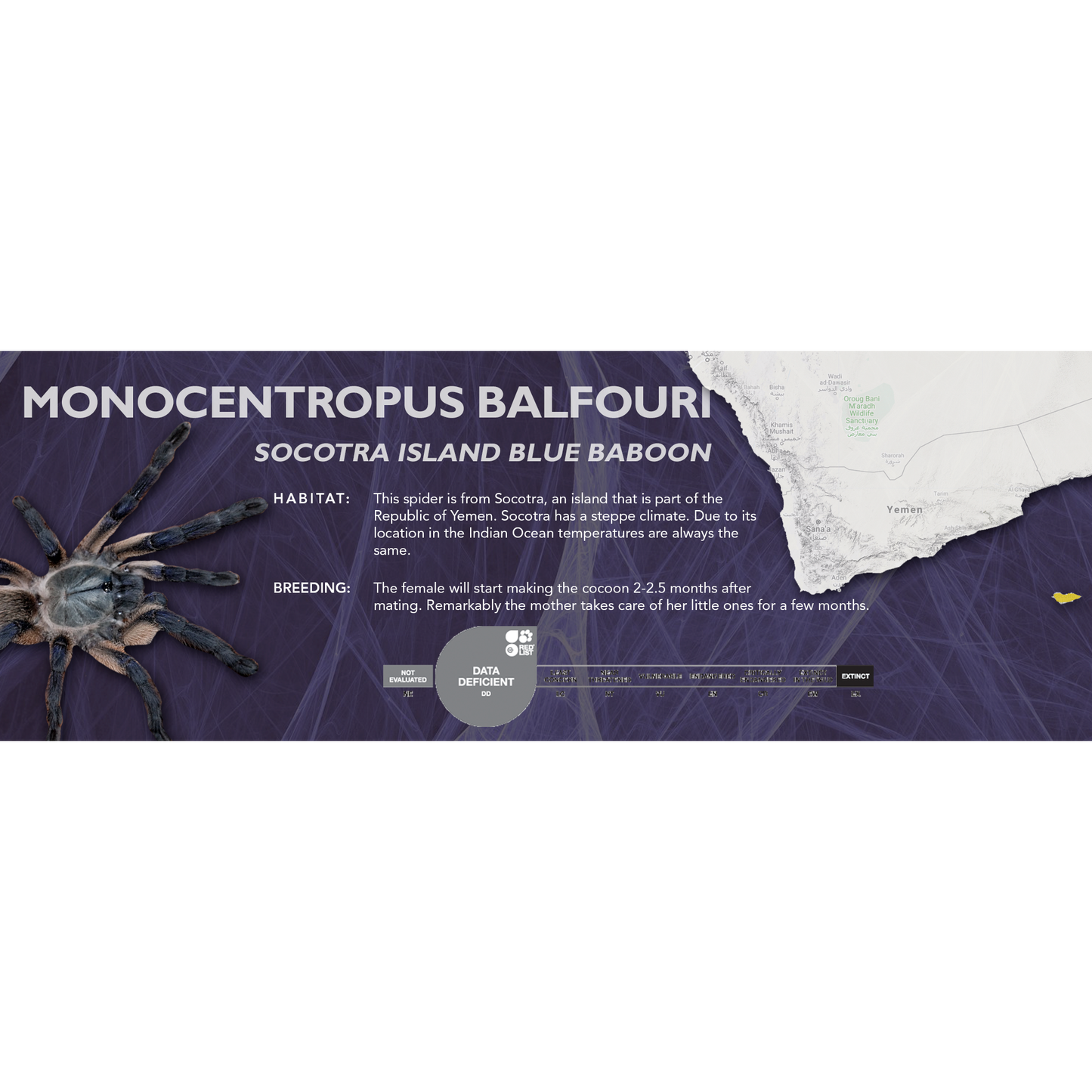 Socotra Island Blue Baboon (Monocentropus balfouri) - Classic Vivarium Label