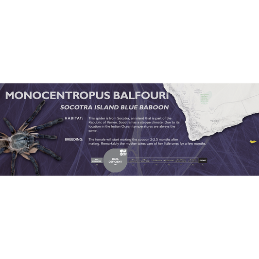 Socotra Island Blue Baboon (Monocentropus balfouri) - Classic Vivarium Label