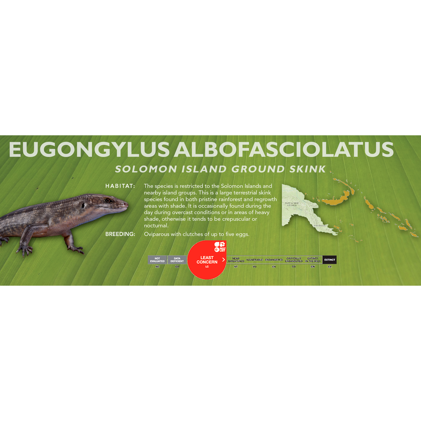 Solomon Island Ground Skink (Eugongylus albofasciolatus) Classic Vivarium Label