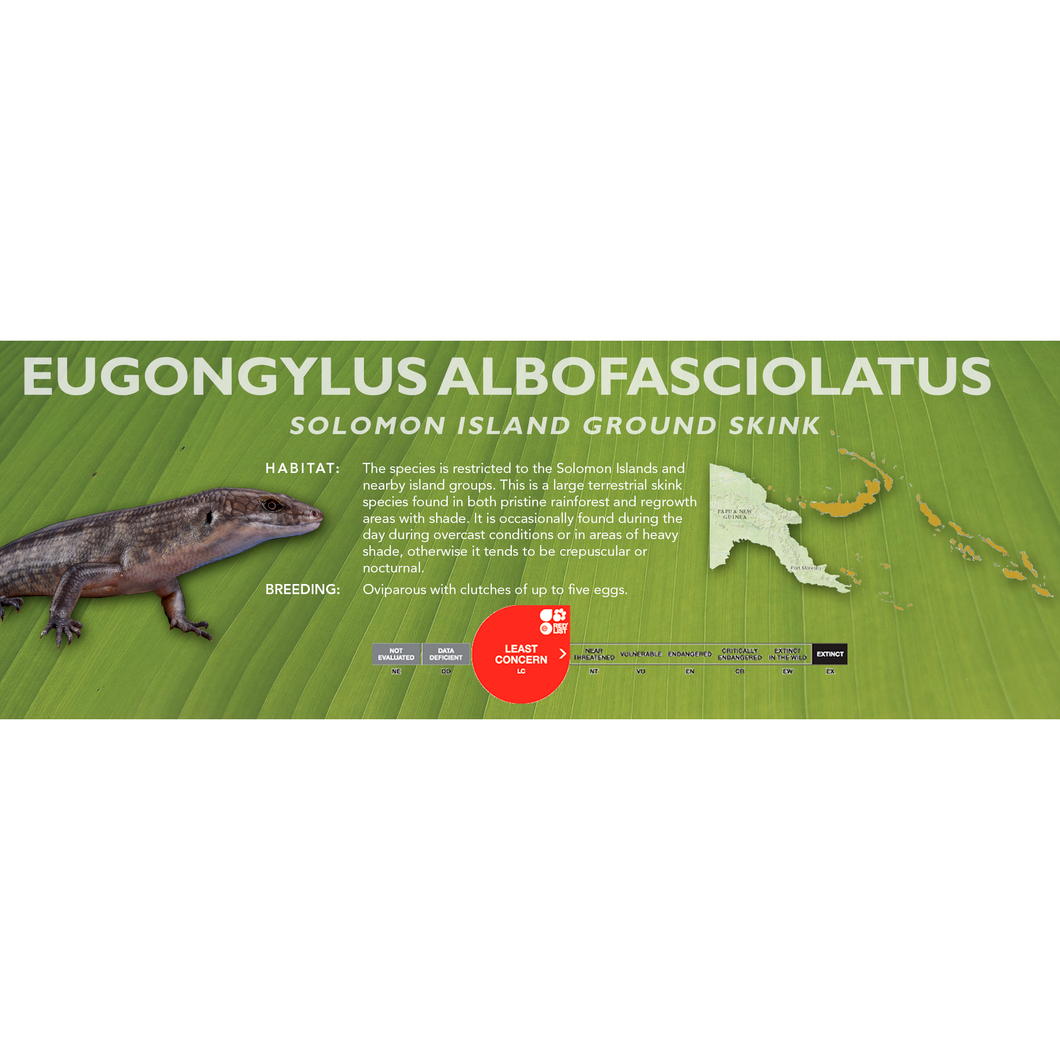 Solomon Island Ground Skink (Eugongylus albofasciolatus) Standard Vivarium Label