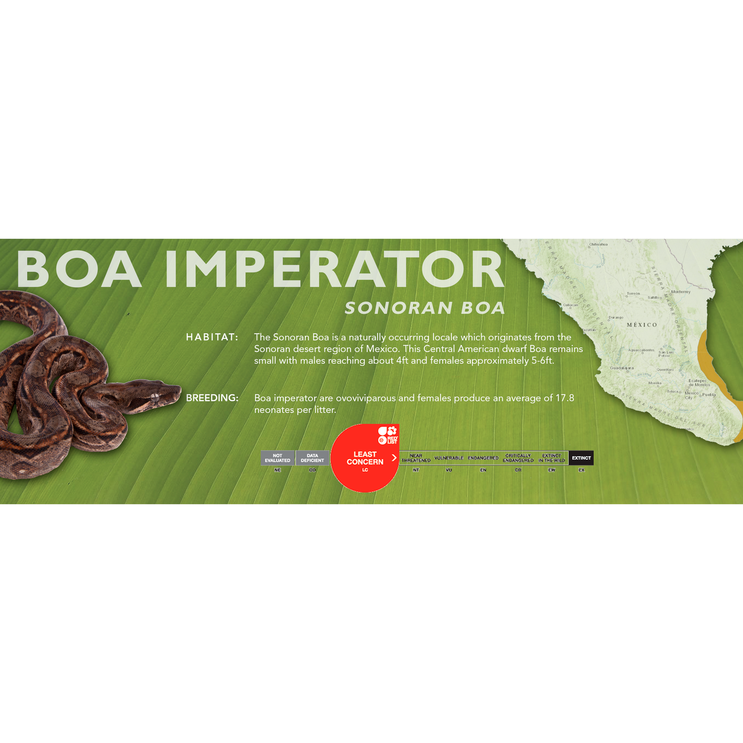 Central American Boa (Boa imperator) Standard Vivarium Label