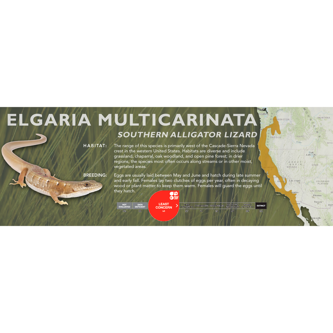 Southern Alligator Lizard (Elgaria multicarinata) Standard Vivarium Label