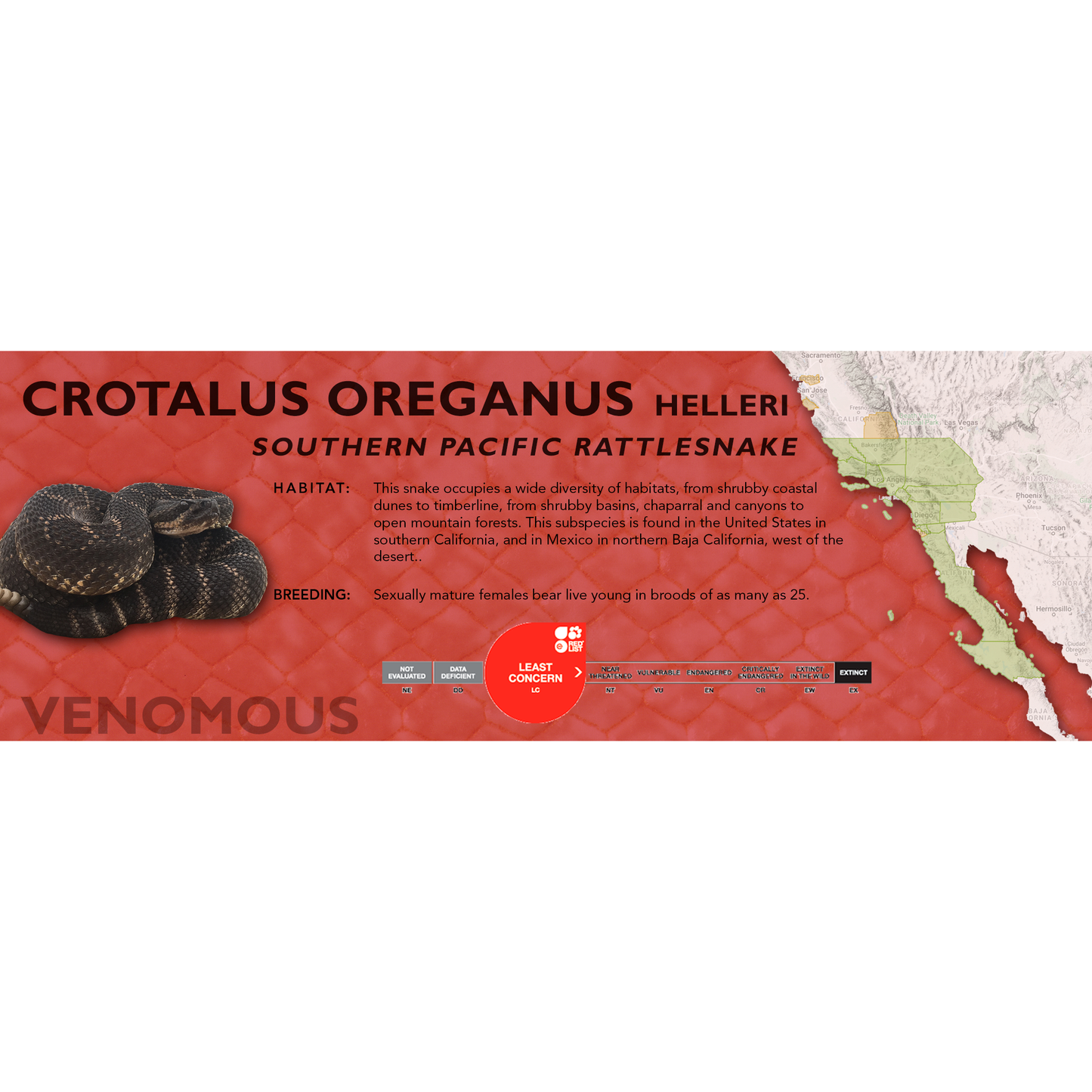 Southern Pacific Rattlesnake (Crotalus oreganus helleri) Classic Vivarium Label