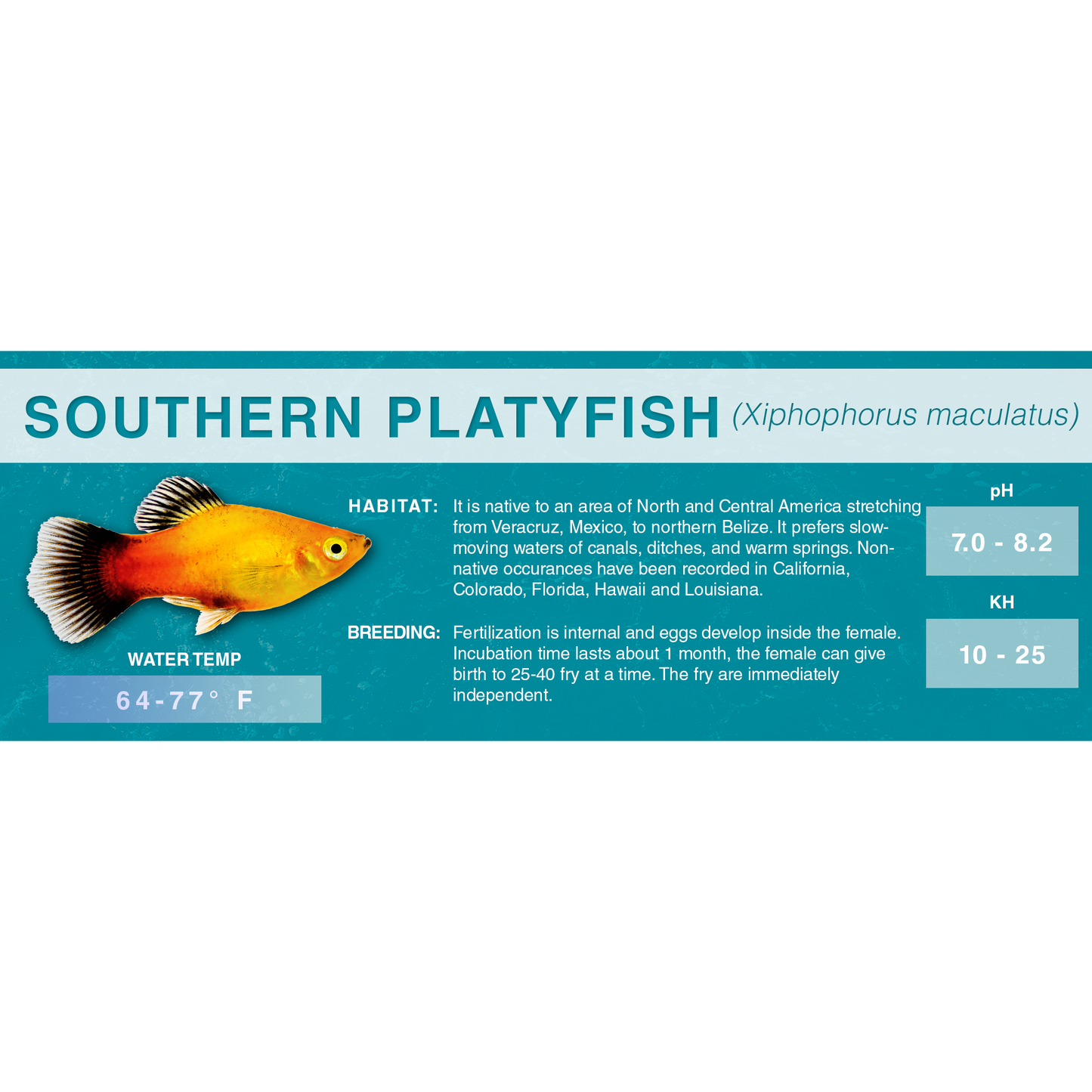 Southern Platyfish (Xiphophorus maculatus) - Standard Aquarium Label