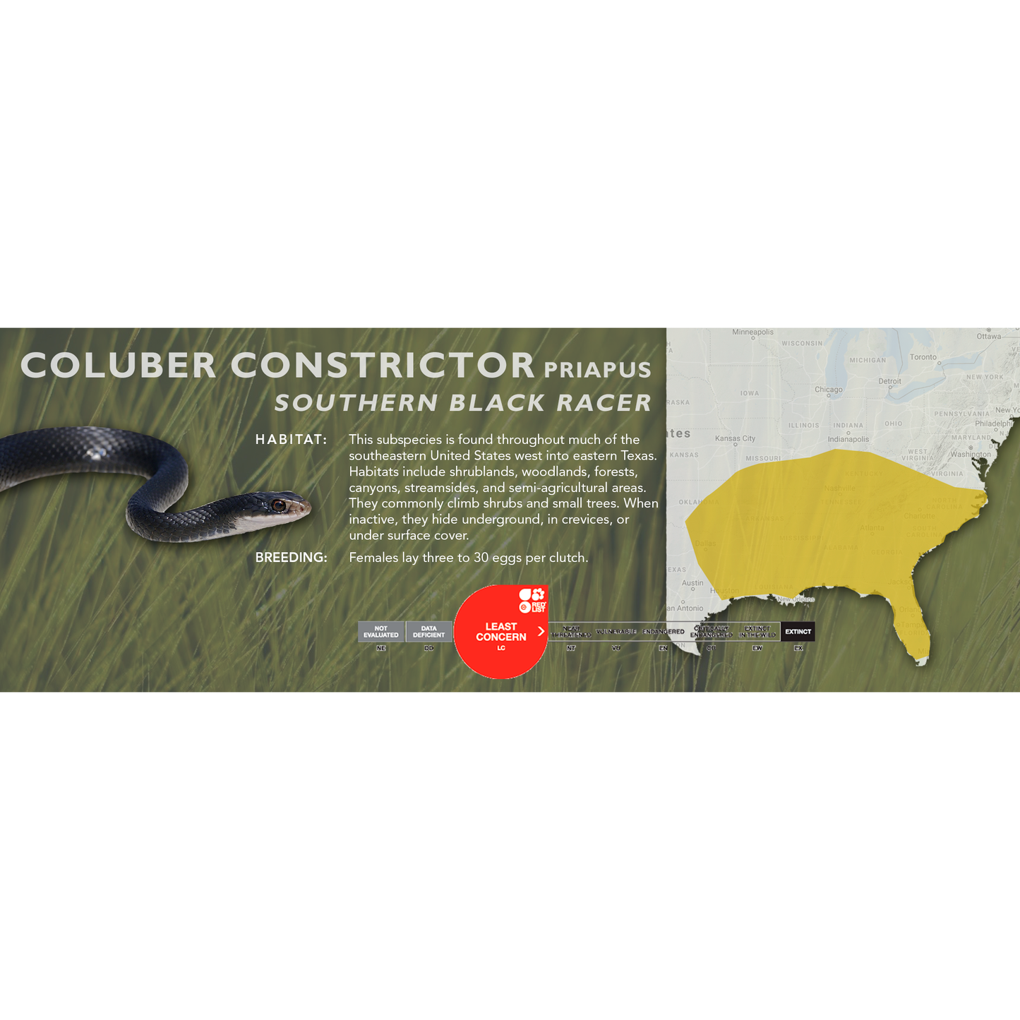 Eastern Racer (Coluber constrictor) Classic Vivarium Label