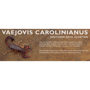 Vaejovis carolinianus - Southern Devil Scorpion