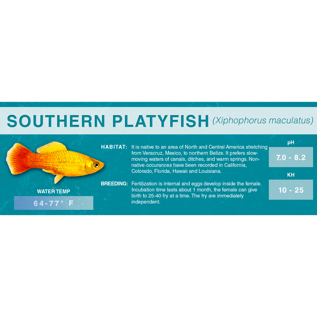 Southern Platyfish (Xiphophorus maculatus) - Standard Aquarium Label