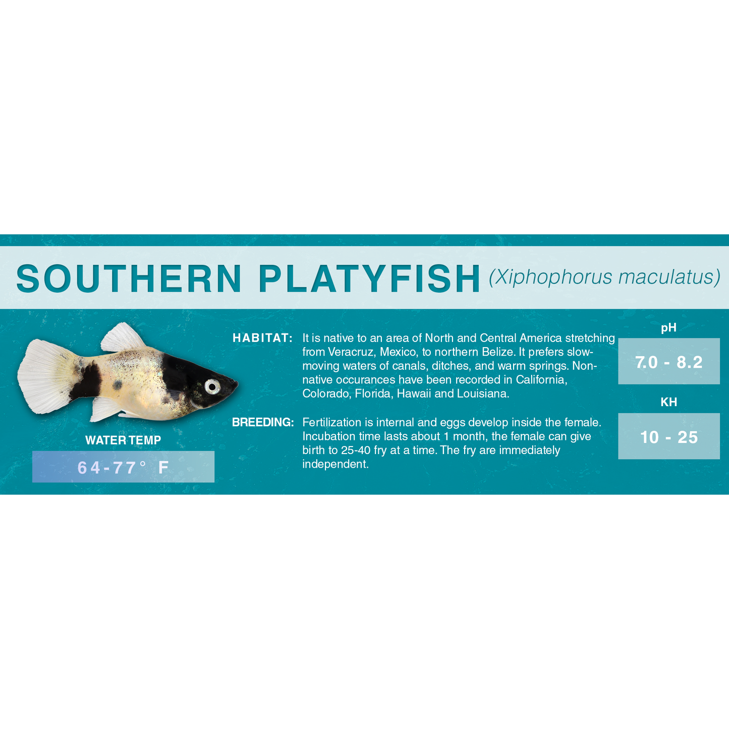 Southern Platyfish (Xiphophorus maculatus) - Standard Aquarium Label