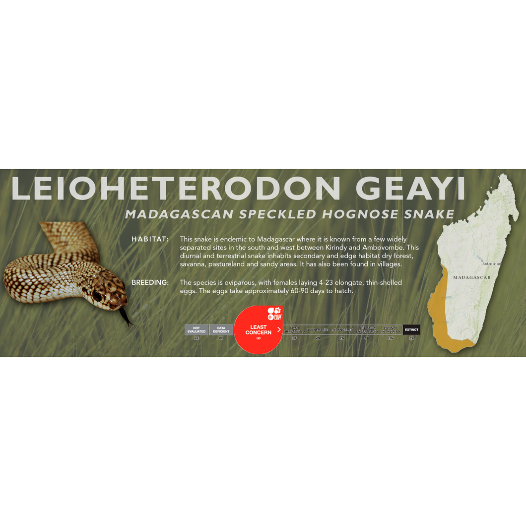 Madagascan Speckled Hognose Snake (Leioheterodon geayi) Standard Vivarium Label