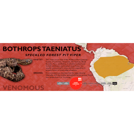 Speckled Forest Pit Viper (Bothrops taeniatus) Classic Vivarium Label