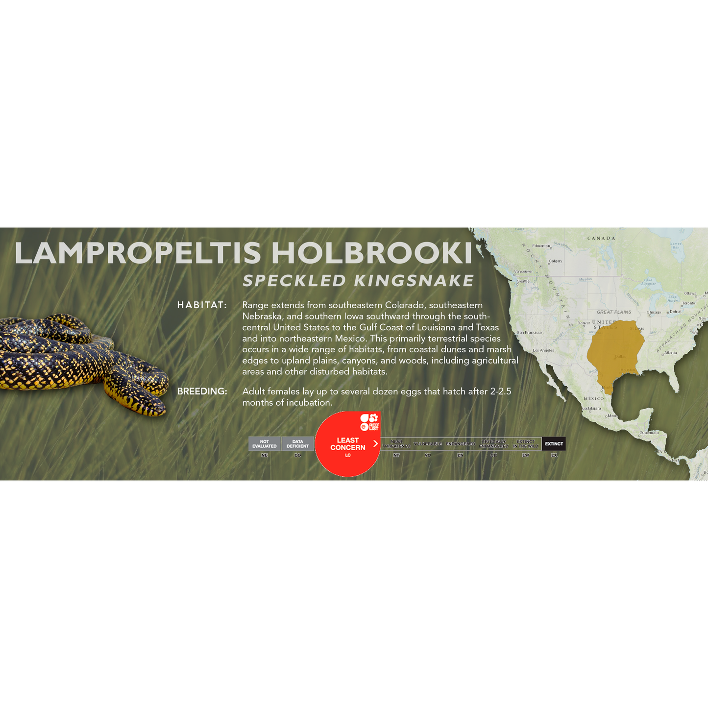 Speckled Kingsnake (Lampropeltis holbrooki) Standard Vivarium Label