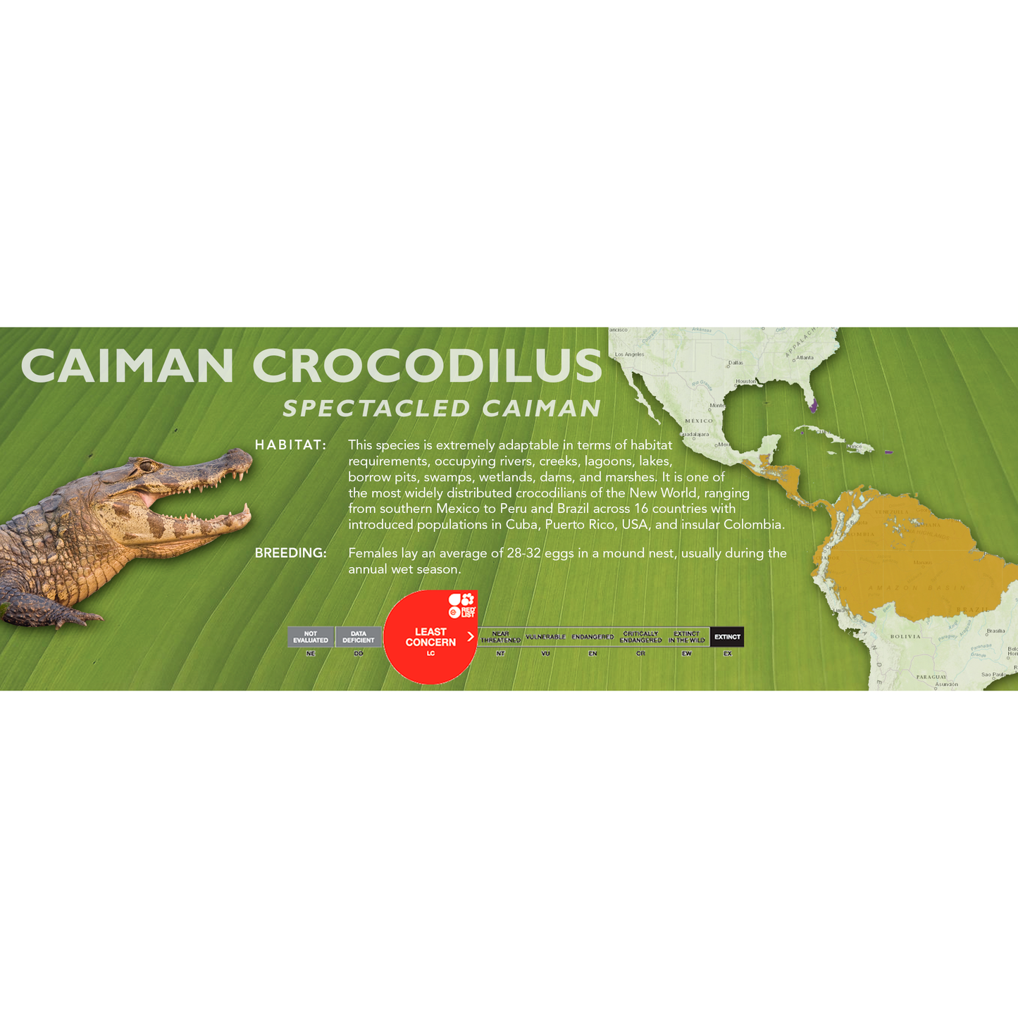 Spectacled Caiman (Caiman crocodilus) - Classic Vivarium Label