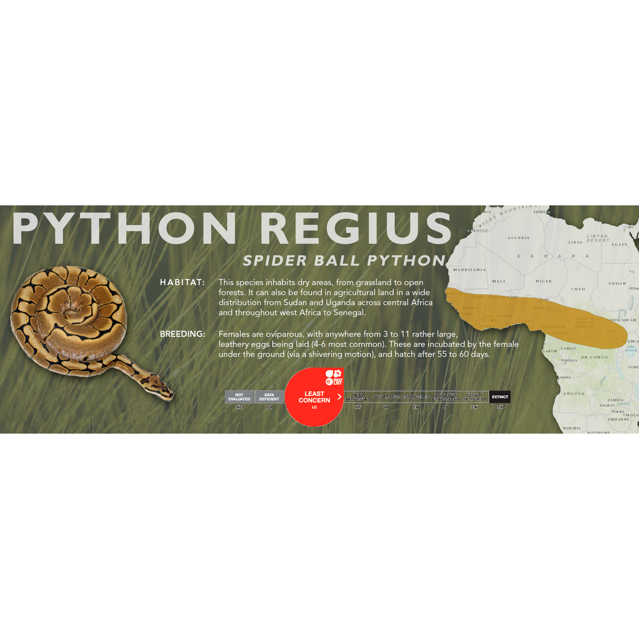 Ball Python (Python regius) Standard Vivarium Label – Cloud Forest Design