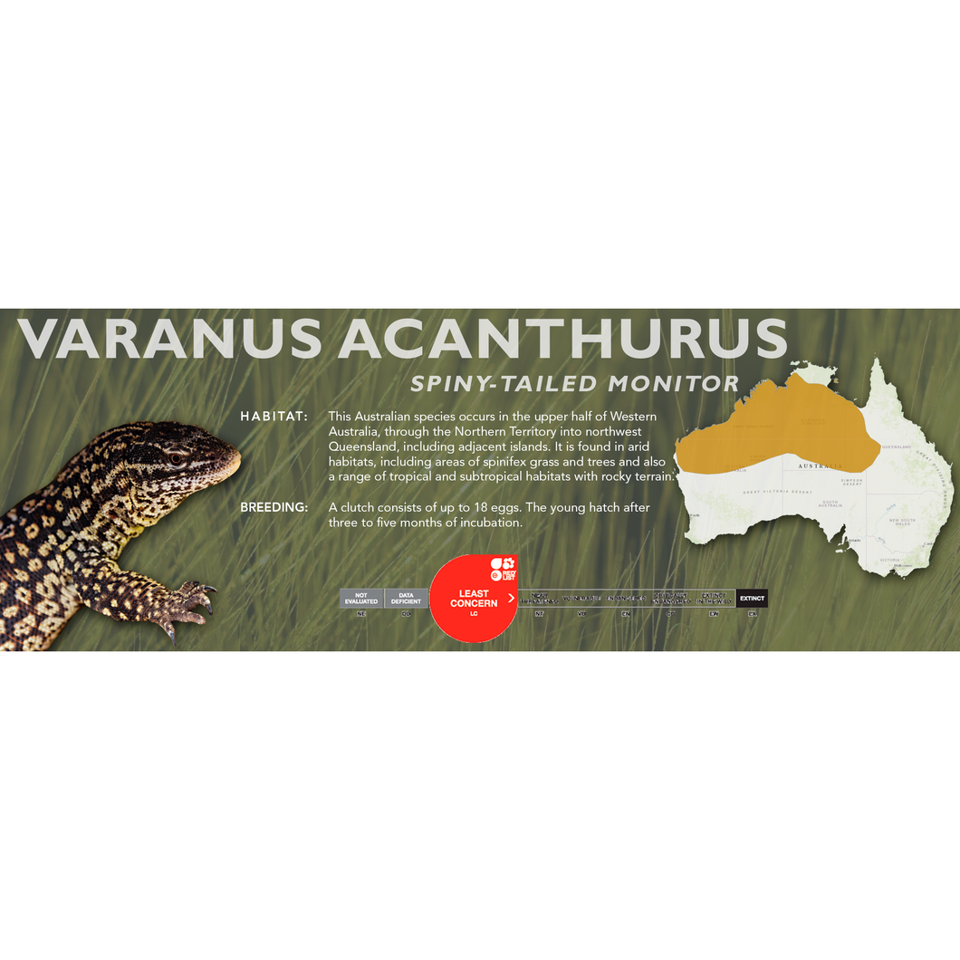 Spiny-Tailed Monitor (Varanus acanthurus) Standard Vivarium Label