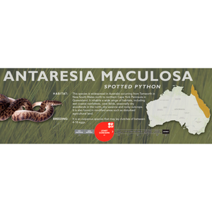 Spotted Python (Antaresia maculosa) Standard Vivarium Label