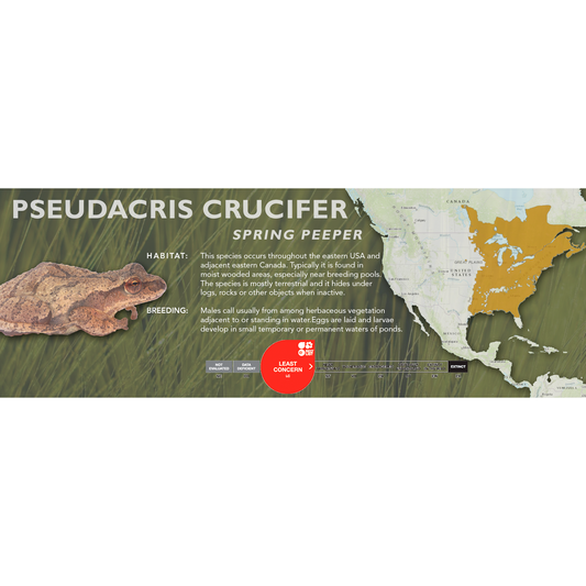 Spring Peeper (Pseudacris crucifer) - Classic Vivarium Label