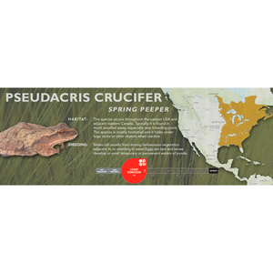 Spring Peeper (Pseudacris crucifer) - Standard Vivarium Label
