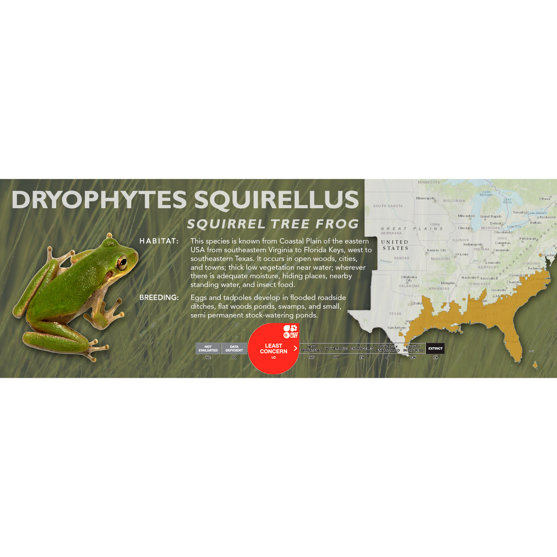Squirrel Tree Frog (Dryophytes squirellus) - Classic Vivarium Label ...