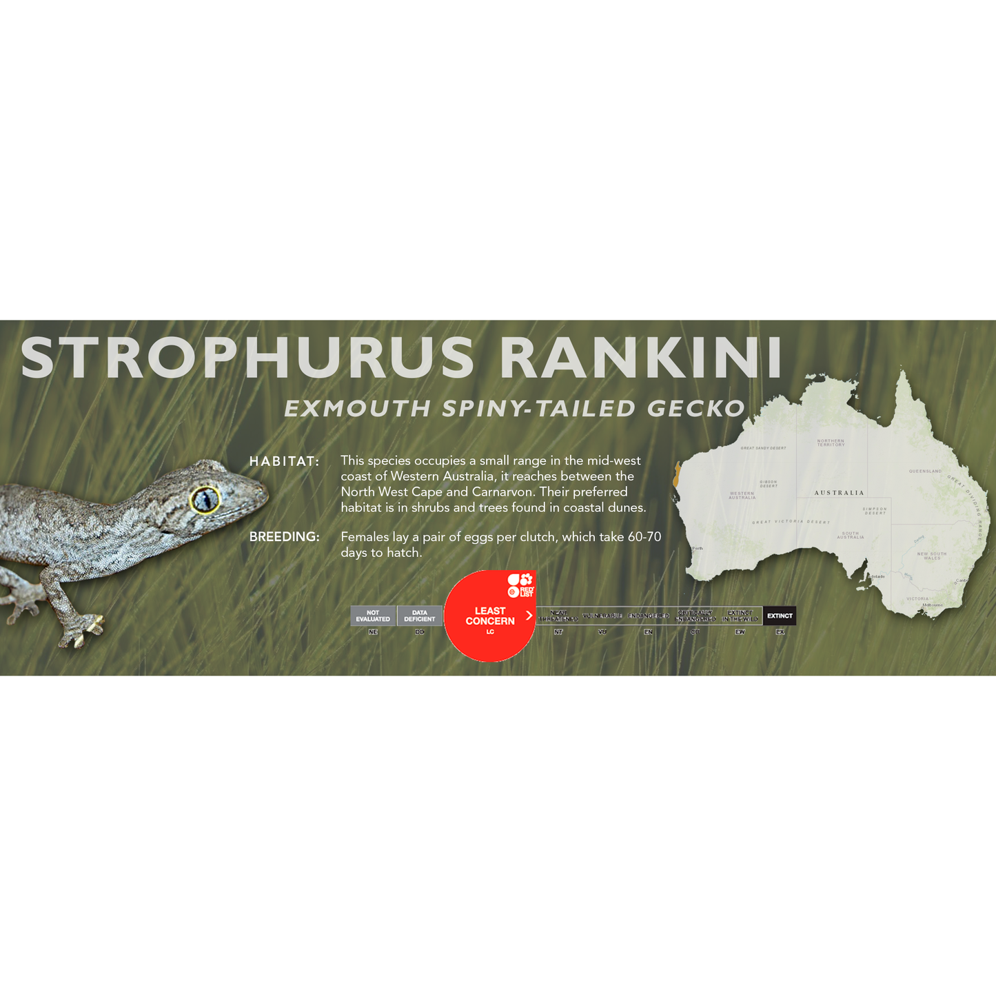 Exmouth Spiny-Tailed Gecko (Strophurus rankini) Classic Vivarium Label