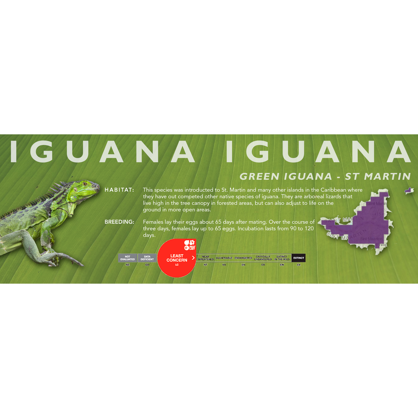 Green Iguana (Iguana iguana) Classic Vivarium Label