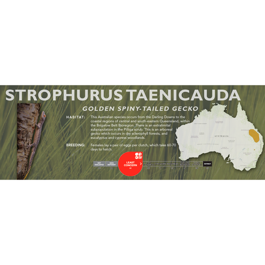 Golden Spiny-Tailed Gecko (Strophurus taenicauda) Classic Vivarium Label