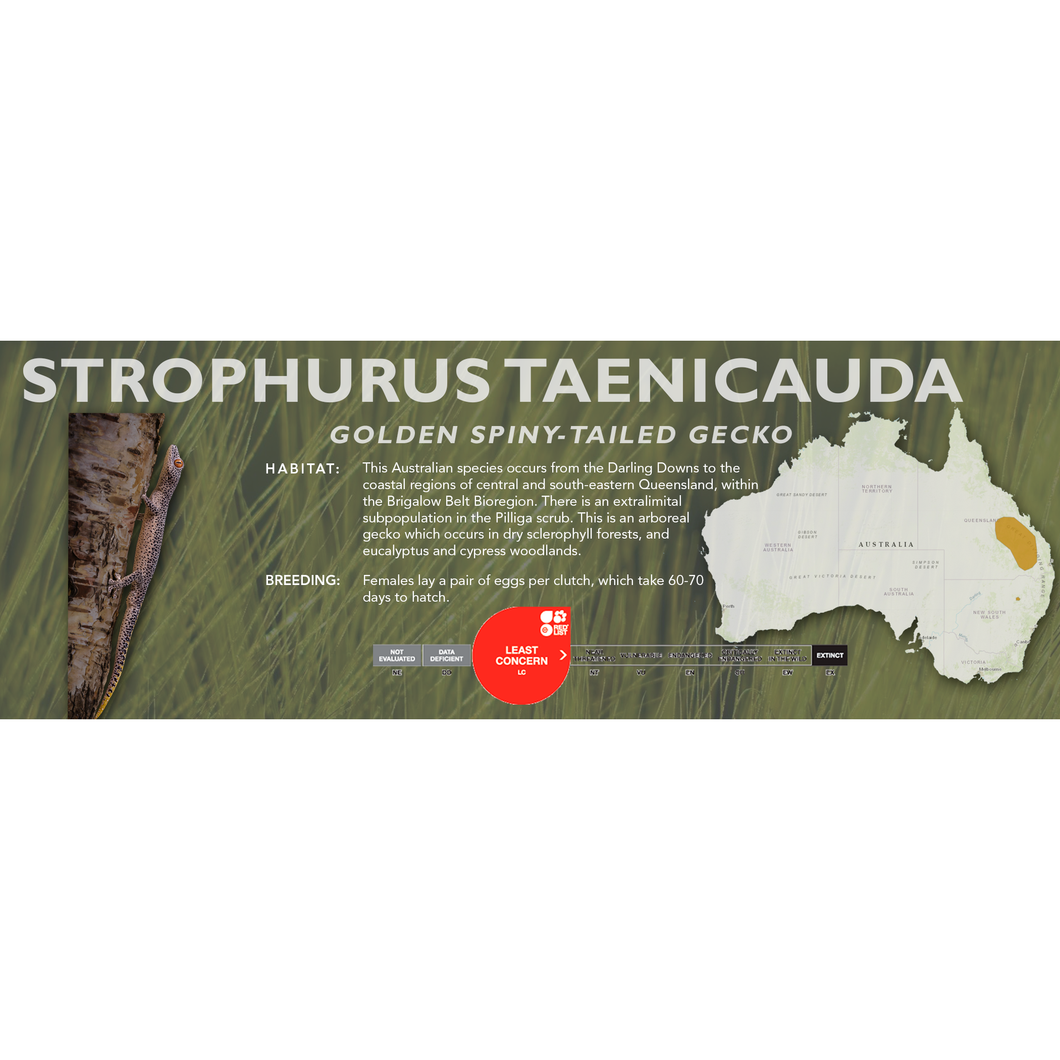 Golden Spiny-Tailed Gecko (Strophurus taenicauda) Standard Vivarium Label