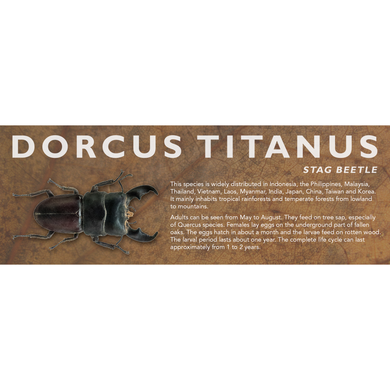 Dorcus titanus (Stag Beetle) - Beetle Label