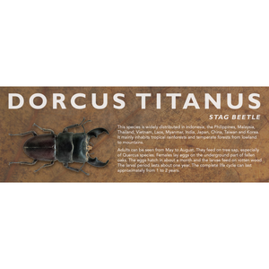 Dorcus titanus (Stag Beetle) - Beetle Label