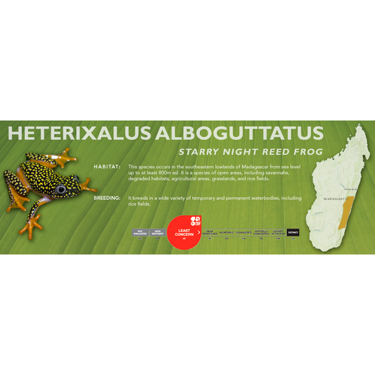 Starry Night Reed Frog (Heterixalus alboguttatus) - Classic Vivarium Label