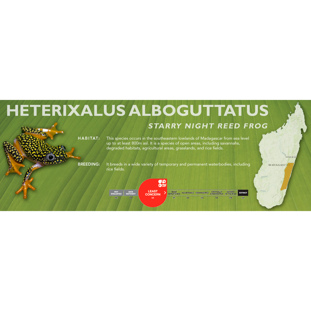 Starry Night Reed Frog (Heterixalus alboguttatus) - Standard Vivarium Label