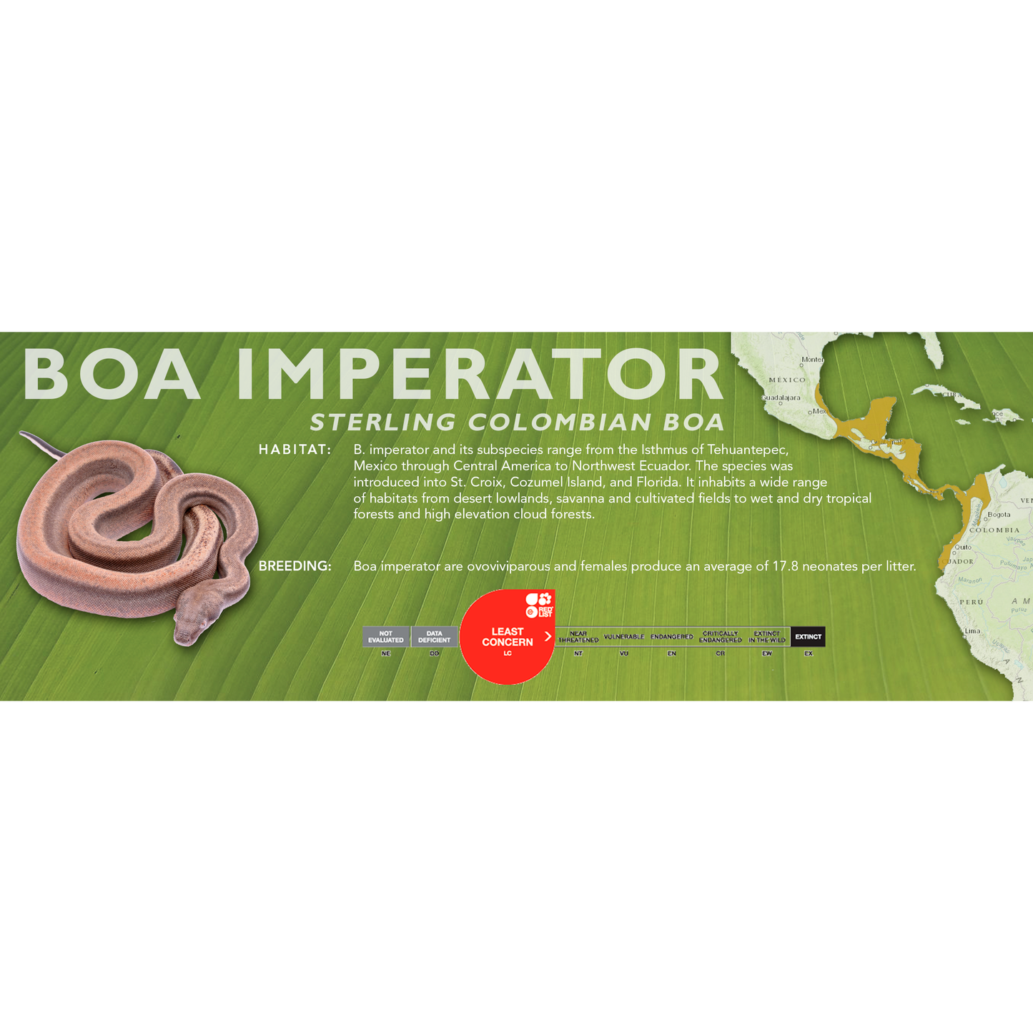 Central American Boa (Boa imperator) Standard Vivarium Label