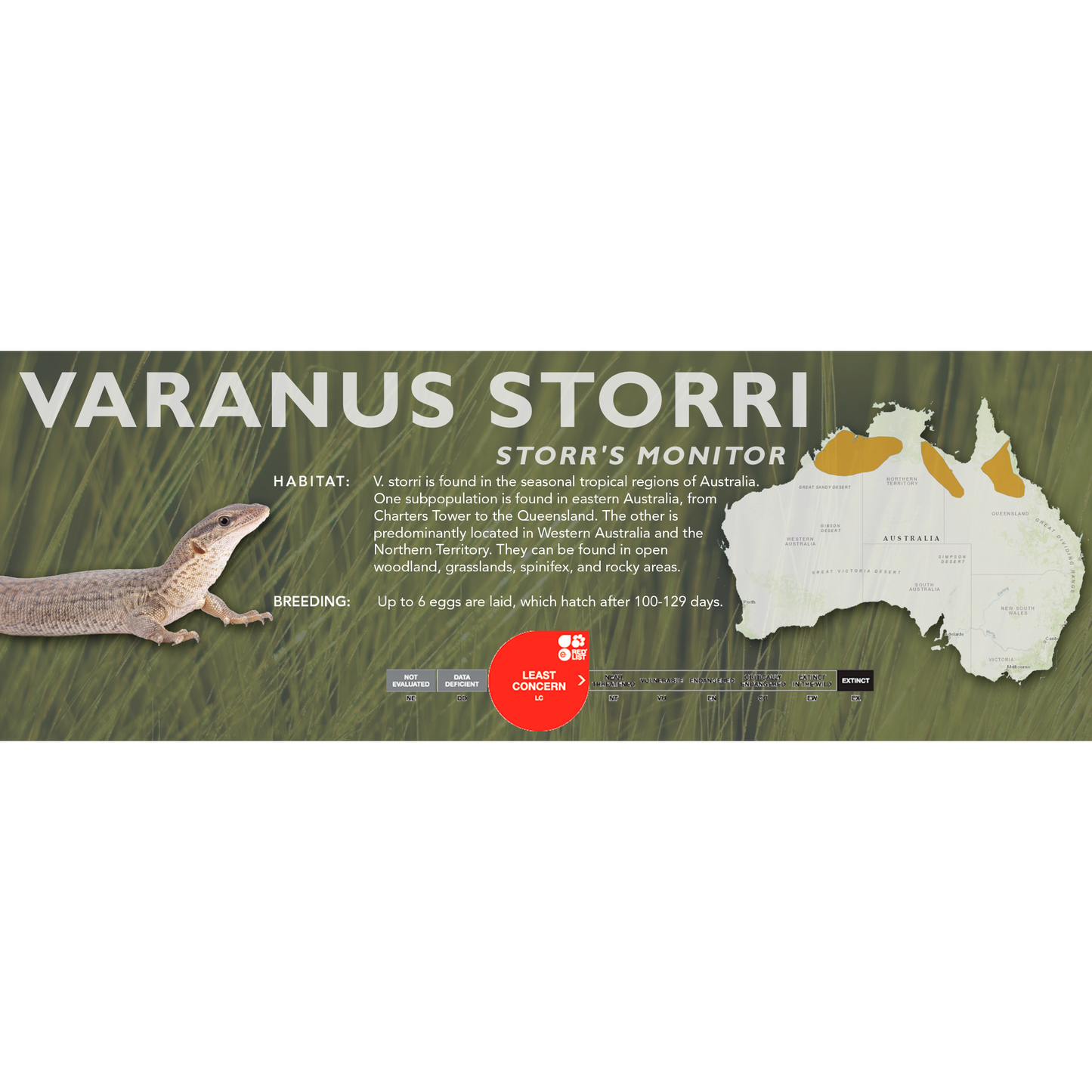 Storr's Monitor (Varanus storri) Classic Vivarium Label