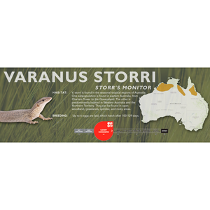 Storr's Monitor (Varanus storri) Standard Vivarium Label
